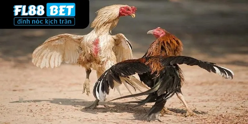Hướng dẫn cá cược đá gà cựa sắt dễ hiểu cho tân thủ 3 Hai loại đá gà cơ bản nổi bật nhất hiện nay