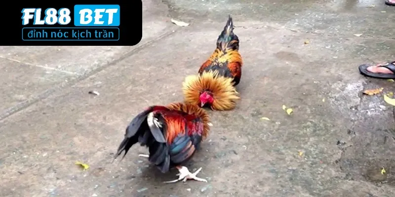 Hướng dẫn cá cược đá gà cựa sắt dễ hiểu cho tân thủ 2 Khái niệm đá gà cựa sắt